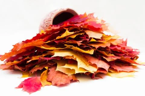 Jug with different leaves Stock Photos