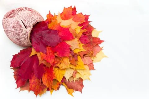 Jug with different leaves Stock Photos