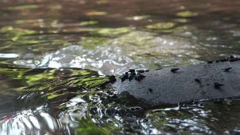 Juga Plicifera on a river rocks Stock-Footage 275571732