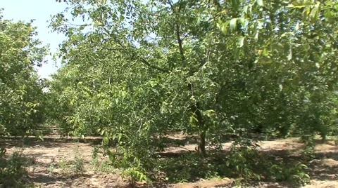 Juglans Stock-Footage 41137397