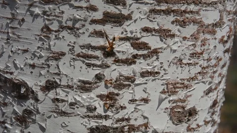 Juice of birch Stock Footage 103566518