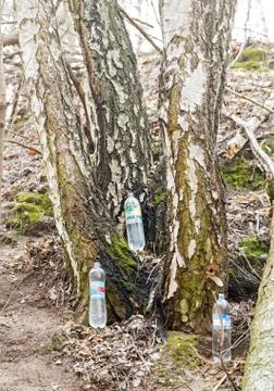 Juice from birch tree . Stock Photos