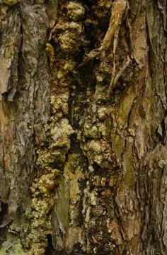 The juice of the Christmas tree on the bark of the tree flows down, tree sap  Stock Photos