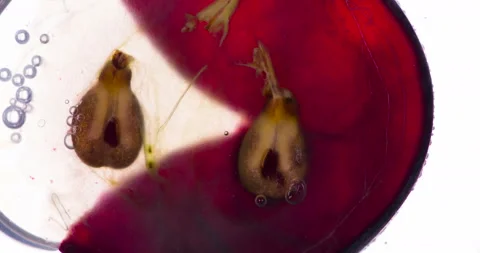 Juice from Crushed Black Grape 4K Видео 96704341