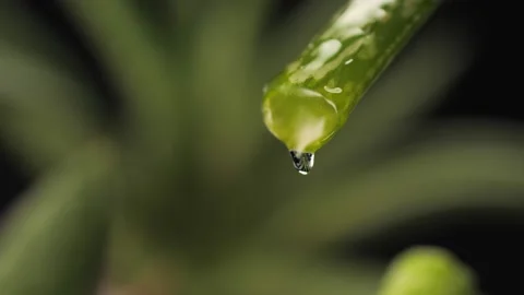 The juice of the cut aloe leaf drips slowly. Video stock 147106433