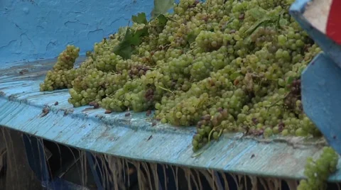 Juice Dripping From Grapes into the Container Stock Footage 47476842