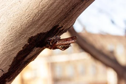 Juice flows from a broken tree branch, selective focus Stock Photos