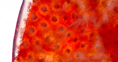 Juice from One Strawberry 4K Stock Footage 96687778