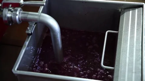 Juice of pressing blacks grapes Stock Footage 74467197