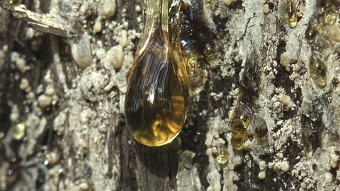 Juice resin of pine tree forms amber - a trap for small insects Stock Footage 96477532