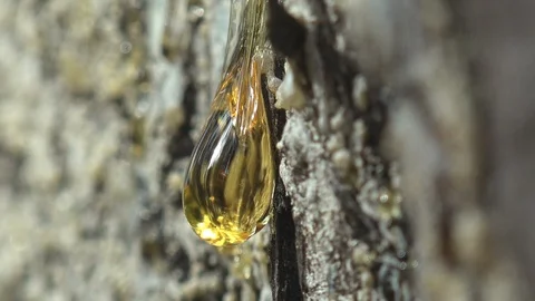 Juice resin of pine tree forms amber - a trap for small insects Stock Footage 96478553
