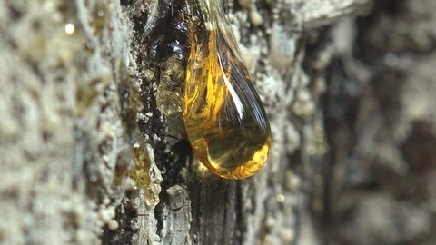 Juice resin of pine tree forms amber - a trap for small insects Stock Footage 96478611