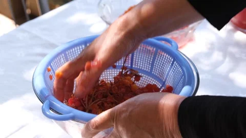 Juice is squeezed from gilaburu fruit (Turkish local fruit) Video stock 293998544