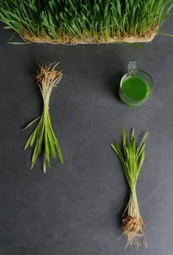 Juice from wheat grass on the dark gray background. Stock Photos