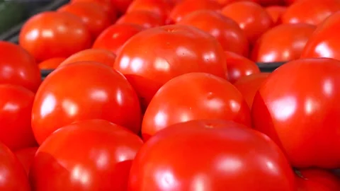 Juicy and fresh red tomatoes. The farm. Panorama. Stock Footage 138487548
