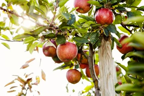 Juicy apples on a tree 写真素材