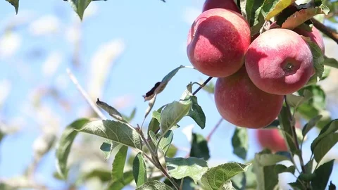 Juicy beautiful amazing nice red apples on the tree branch Stock Footage 117204635