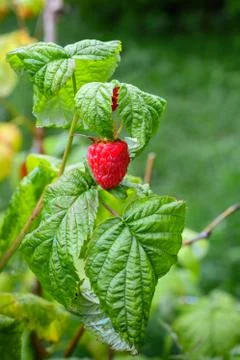 Juicy berry of raspberry. Stock Photos