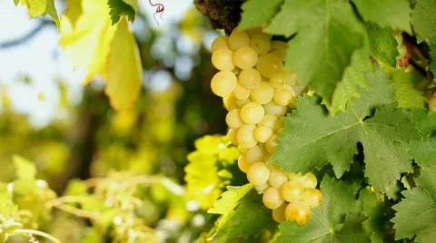 Juicy bunch of grapes Video stock 862091