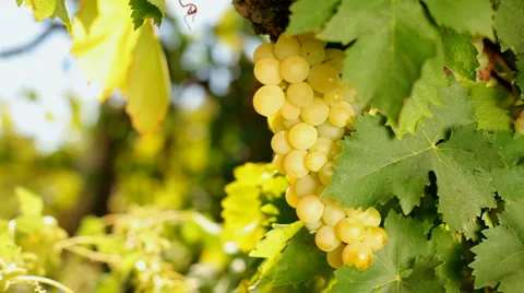 Juicy bunch of grapes Stock Footage 1398440