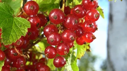A juicy bunch of red currant swaying on a branch Stock Footage 77713950