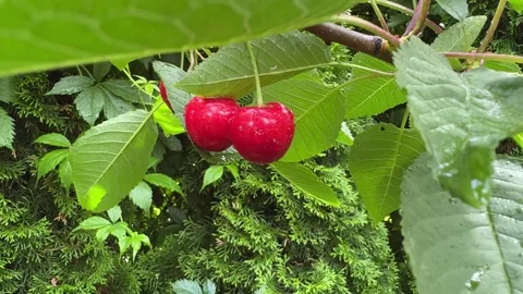 Juicy Cherries on a Tree Close-Up Video stock 278600477