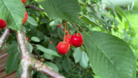 Juicy Cherries on a Tree Close-Up Stock Footage 278600480