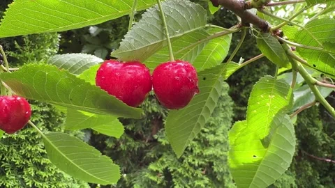 Juicy Cherries on a Tree Close-Up Stock Footage 278600503