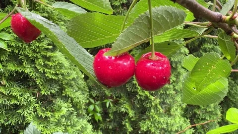 Juicy Cherries on a Tree Close-Up Stock Footage 278600511