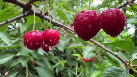 Juicy Cherries on a Tree Close-Up Stock Footage 278600546