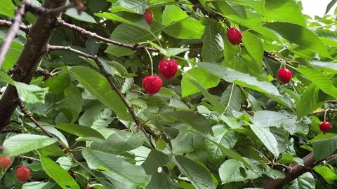 Juicy Cherries on a Tree Close-Up Stock Footage 278600578