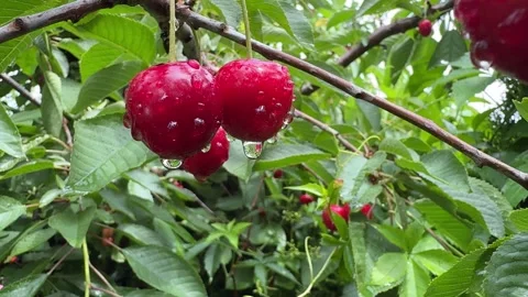 Juicy Cherries on a Tree Close-Up Stock Footage 278600589