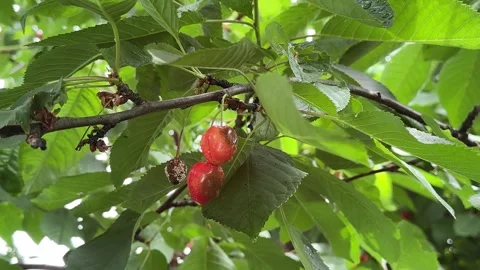 Juicy Cherries on a Tree Close-Up Stock Footage 278600595