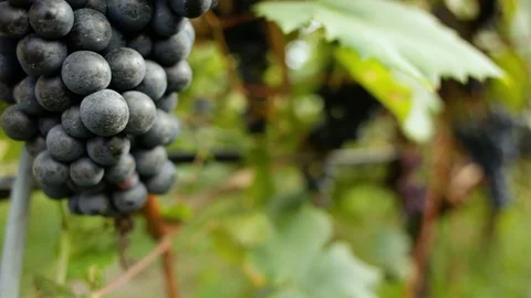 Juicy Dark Grape in Chianti Stock Footage 92308456