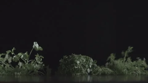 Juicy fresh herbs appear on the table Stock Footage 146947744