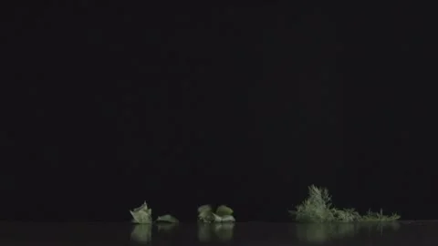 Juicy fresh herbs appear on the table Stock Footage 146947765