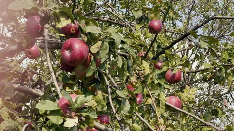 Juicy fresh red apples on a tree. Close up. Harvesting eco food Stock Footage 264258513