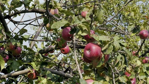Juicy fresh red apples on a tree. Close up. Harvesting eco food Video stock 264258673