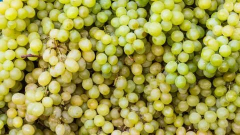 Juicy grapes 2 Stock Photos