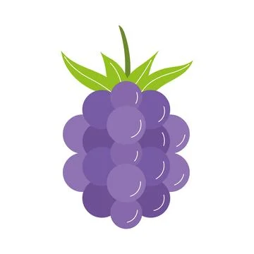 Juicy grapes design 스톡 일러스트