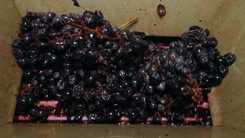 Juicy grapes inside a hand crusher in slow motion Stock Footage 120529467