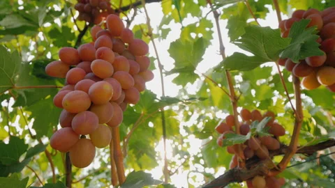 Juicy grapes ripen on the vine Stock Footage