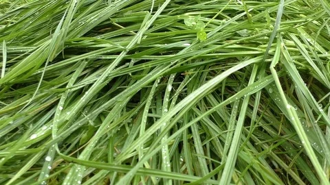 Juicy grass closeup. Dew drops on green grass Stock Footage 81746742