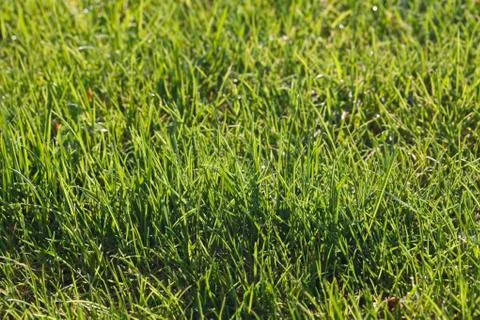 Juicy grass closeup Stock-Fotos