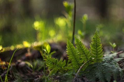 Juicy grass at dawn in the rays of the sun and glare of bokeh. Natural nature Stock Photos