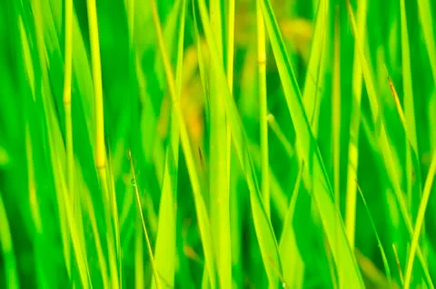 Juicy grass Stock Photos