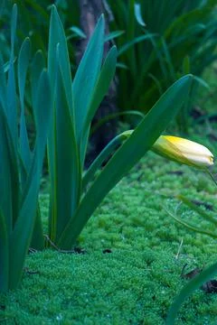 Juicy grass in a spring, daffodil Stock Photos