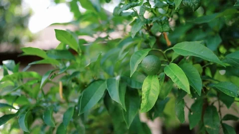 Juicy green citrus stemming from leafy tree in sunlit garden setting Stock Footage 343168452