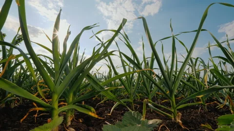 Juicy green garlic grows on a bed against a blue sky Stock Footage 147605612