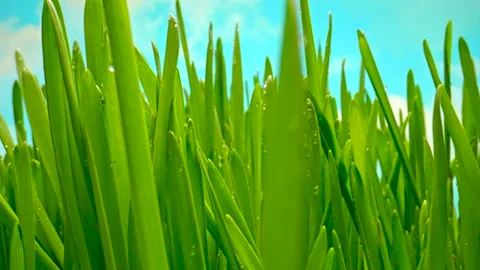 Juicy Green Grass With Dew Drops. Spring Morning in Nature. Sunny Day. Fresh Stock Footage 254467647